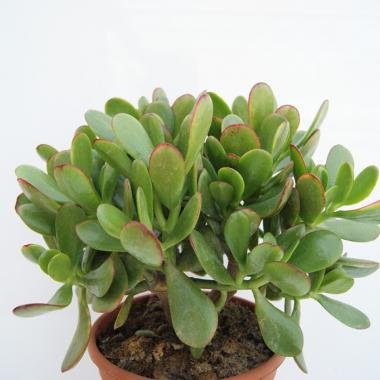 Crassula ovata sunset